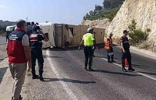 Angus yüklü tır devrildi, kaçan hayvanlar yakalandı