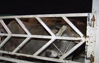 Ankara’da kurban pazarında gece mesaisi