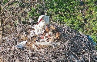 Anne leylek yavrularının başından bir an olsun...