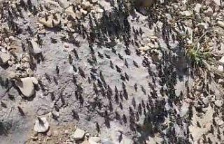 Antalya Gelesandra Yaylası’nda çekirge istilası