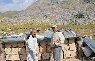 Antalya’da arıcılar kara kovanlarını yüksek...