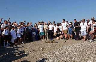 Antalya’da deniz kaplumbağaları çip takılarak...