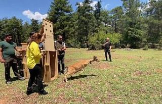 Antalya’da doğaya salınan alageyiğin hareketleri...