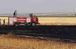 Araban Ovası’nda 15 dönüm buğday ekili alan...