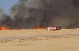 Araban Ovası’nda hasada hazır 50 dönüm buğday...