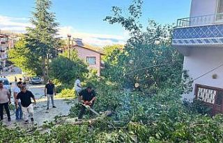 Arapgir’de fırtına ağaçları devirdi