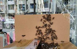 Arılar Denizli şehir merkezini istila etti