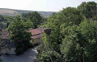 Arnavutköy’de yavrulayınca göçe devam edemeyen...