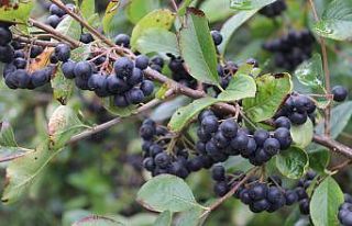 Aronya’nın kan şekerini dengelediği belirlendi