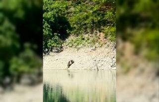 Artvin’de iki ayı önce serinledi, sonra nehir...