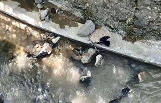 Artvin’de karganın yılana saldırdığı anlar...