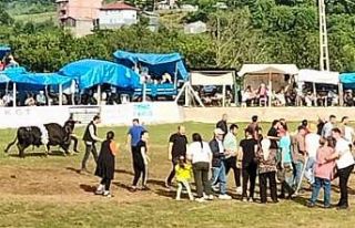 Artvin’de şampiyon boğa sahibini yaraladı