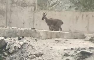 Artvin’de yol ortasında yavrularını emziren dağ...
