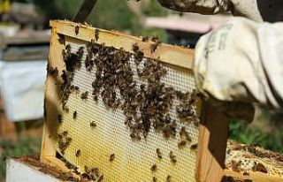 Aşırı sıcaklara karşı arıları koruyun