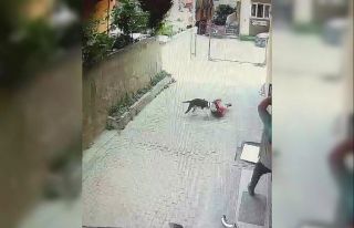 Ataşehir’de pitbull cinsi köpeğin çocuğa saldırdığı...