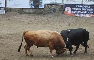 Ayder’de boğa güreşleri renkli görüntülere...