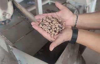 Aydın Çam Fıstığı dünya çapında güçleniyor