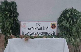 Aydın’da 28 kök kenevir ele geçirildi