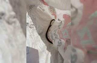 Aydın’da itfaiye ekiplerinden yılan operasyonu