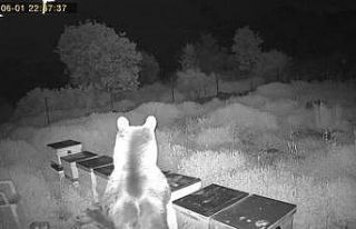 Ayının kovanlara saldırdığı anlar kamerada