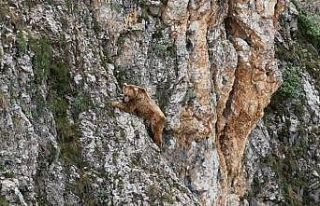 Ayının performansı dağcılara parmak ısırttı