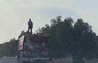 Ayvalık’ta zeytinlik alanda çıkan yangın kontrol...