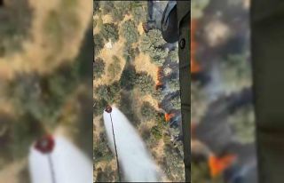 Ayvalık’ta zeytinlik alanda yangın