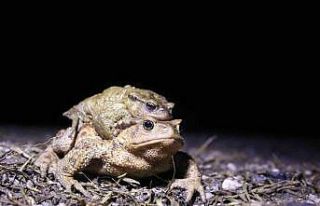 Bacağı 43 dolar kendisi 15 dolar