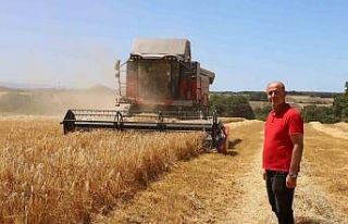 Bafra Ovası’nda hasat başladı: "Buğdaydan...