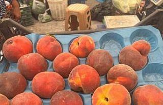 Bahar aylarında yaşanılan soğuklardan etkilenen...