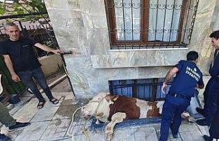 Bahçelievler’de kurbanlık boğayı kurtarma operasyonu