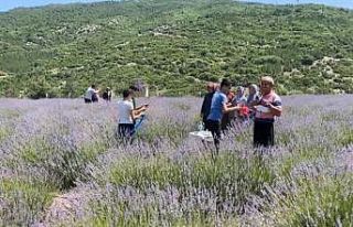 Bakımı yapılan lavanta bahçesi kadın elinde yeniden...