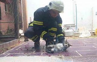 Balık ağına takılan kediyi itfaiye kurtardı