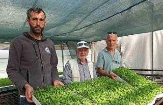 Balıkesir’de Stevia fidesi sevkiyatına başlandı