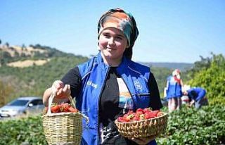 Balıkesirli gençlerden ’Gönüllü Hasat’ etkinliği