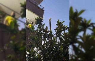 Balkondan atladığı direkte mahsur kalan kediyi...