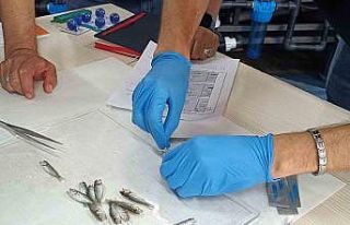 Bandırma’da levrek balıklarında görülen hastalıklara...