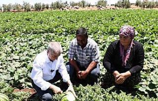 Başkan Tahmazoğlu, tarlada patlıcan ve biber hasadına...