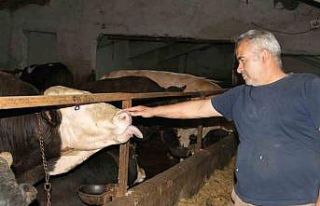 Başkentliler kurbanlık alımında fiyatların daha...