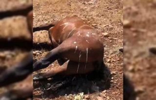 Batman’da 5 yaban atının silahla öldürüldüğü...