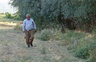 Batman’da boş havuza düşen tilki kurtarıldı