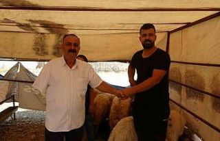 Batman’da kurbanlık satışlarında yoğunluk sürüyor