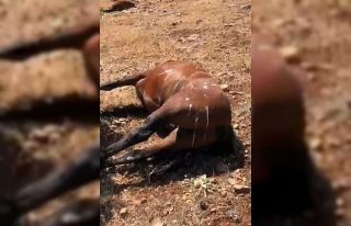 Batman’da öldürülen 7 yılkı atı için 3 şüphelinin...