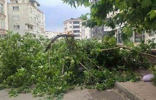 Batman’da şiddetli rüzgarın devirdiği ağaç...