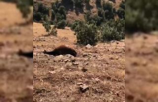 Batman’da Yabani Yılkı Atı Ölümleri 7’ye...