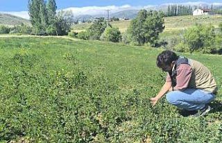 Bayburt’ta 4 köyde yem bitkisi tarla kontrolleri...