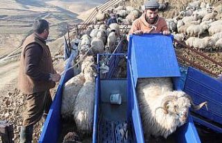 Bayburt’ta küçükbaş hayvanlar mobil koyun yıkama...