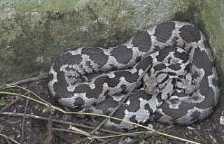 Bayramda engerek mesaisi