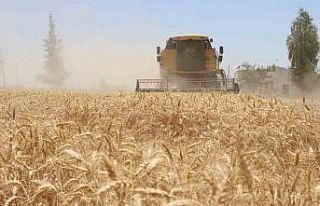 Belediyede hasat zamanı