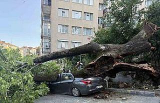 Beşiktaş’ta devrilen ağaç 3 araca hasar verdi